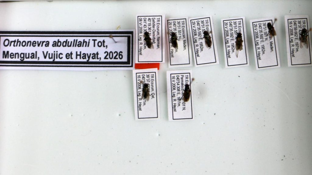 Keşfettiği çiçek sineği türüne 1998'de kaybettiği oğlunun adını verdi